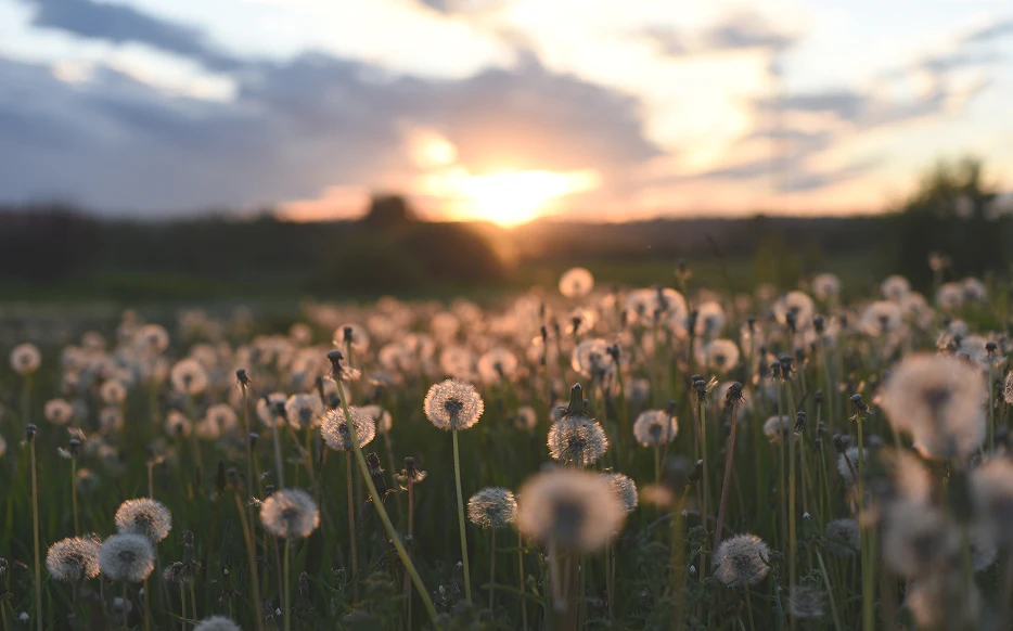 Campo de flores al atardecer.