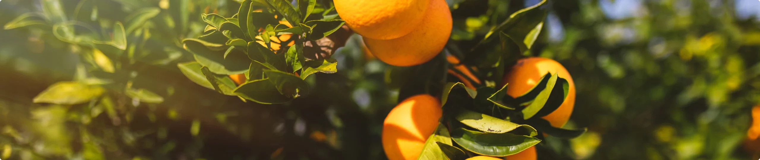 Arbol de naranjas frondoso.