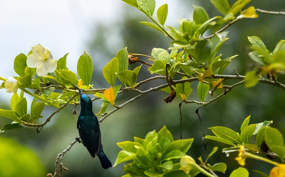 Ramas de árbol con un pájaro negro.