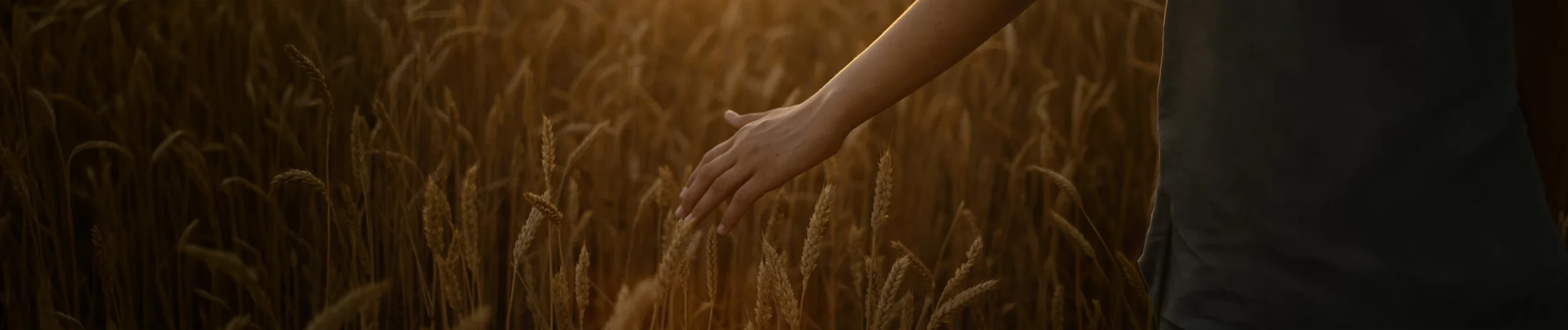Mano que toca un campo de trigo.