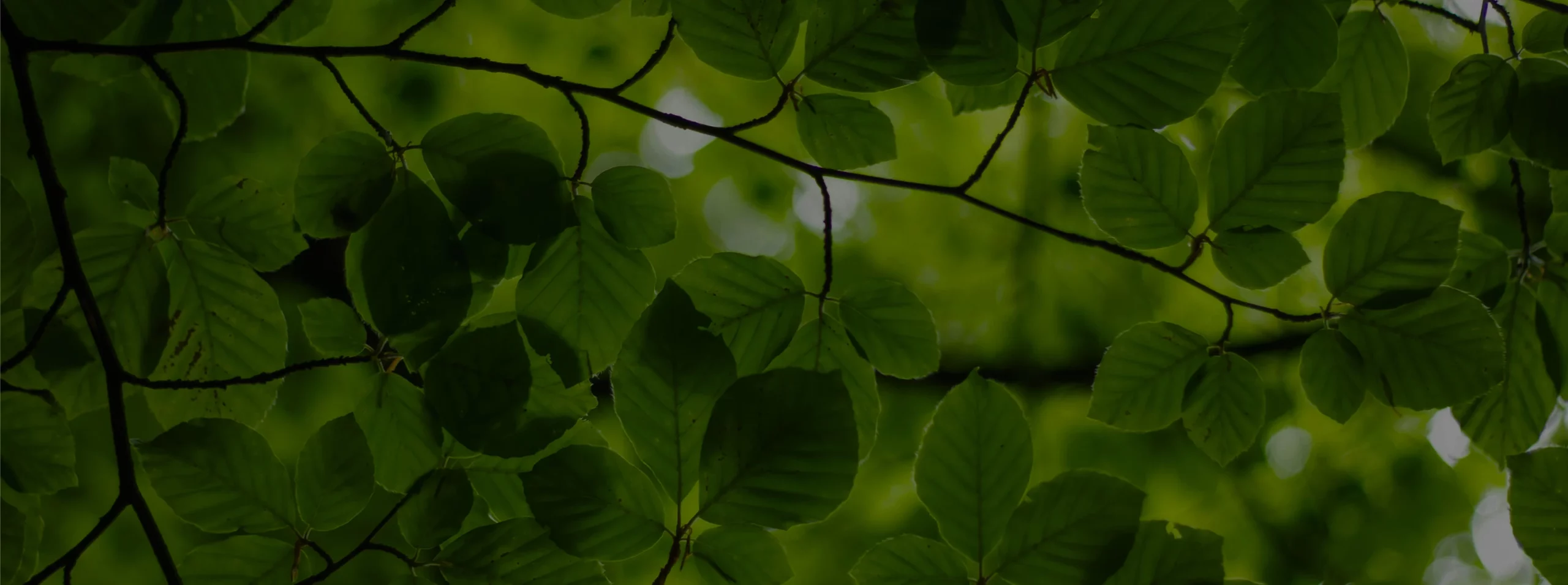 Hojas verdes de árboles iluminadas por la luz natural.